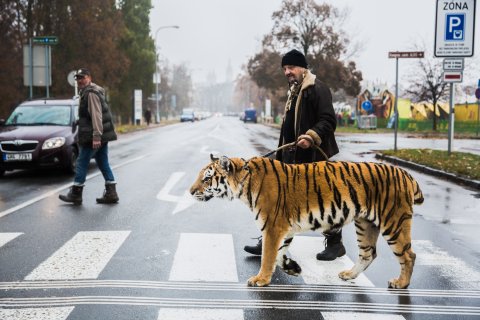 David Těšínský: Jiná krása